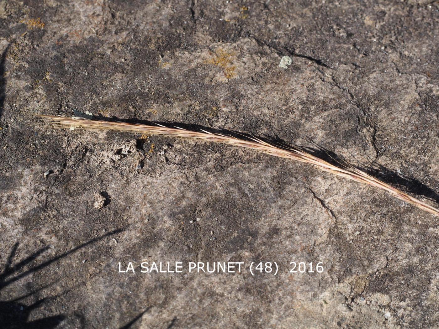 Fescue, Rat's-tail fruit